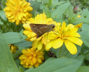 茶色の蝶写真