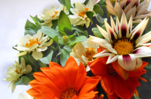 花の写真オレンジ色＆模様のガザニアと白色ジニア