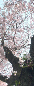 桜（ソメイヨシノ・染井吉野）の写真