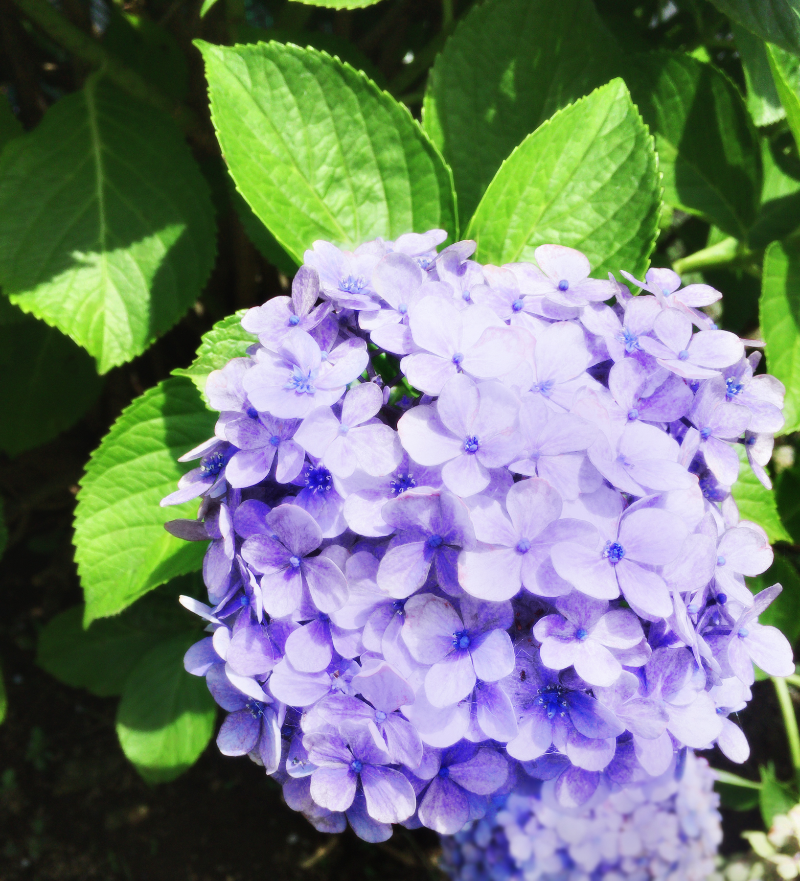 青紫色の紫陽花 あじさい